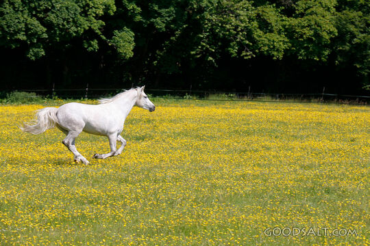 White Horse in the Meadow