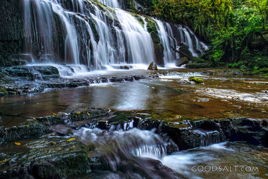 Living Waters in the Forest