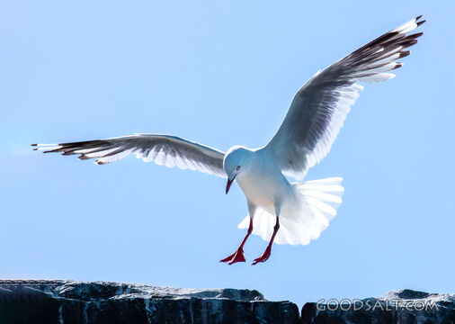 Seabird Over the Rocks of Creation