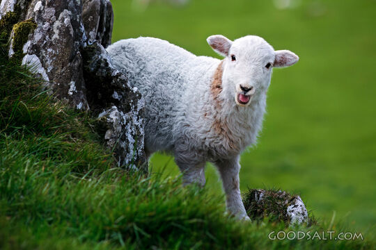 Lamb Among the Stones