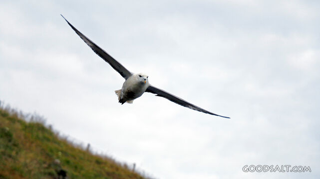 Seabird in the Creator’s Sky