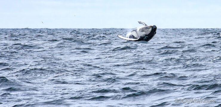 Great Whale Rising from the Deep