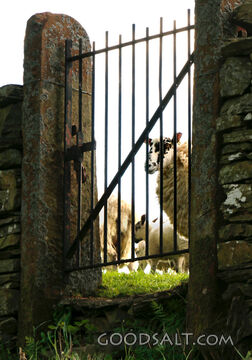 Sheep at the Gate