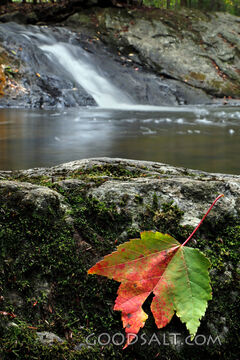 Leaf Beside Living Water