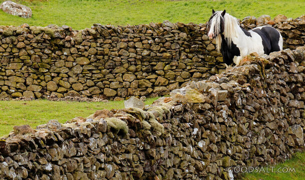 Horse Among the Stone Walls