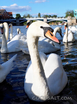 Swans on the River