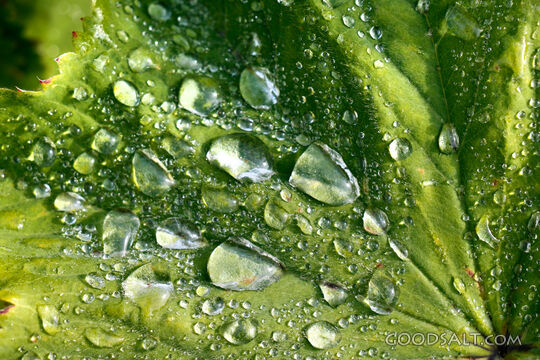 Dew on the Leaf