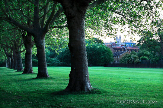 Church Tower Beyond the Trees