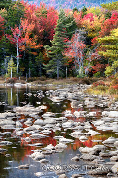 Still Waters in Autumn Forest