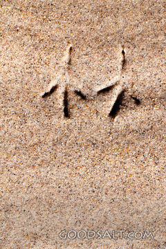 YHWH Written in the Sand