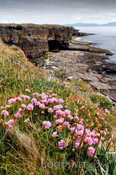 Wildflowers Above the Sea Cliffs