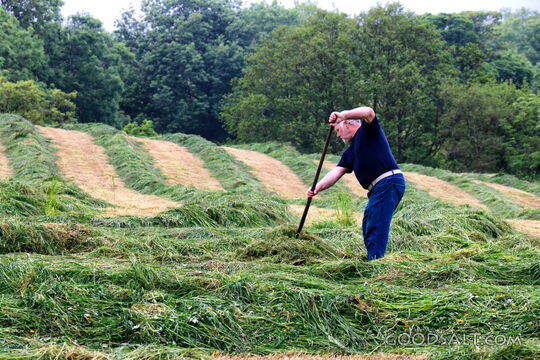 Laborer in the Harvest Field