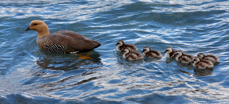 Mother Goose Leading Her Goslings