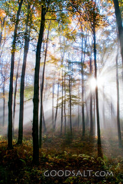 Light Breaking Through the Forest
