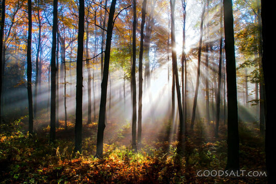 Light Through the Woodland