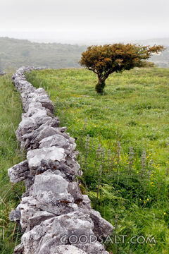 Lone Tree Beside the Stone Wall