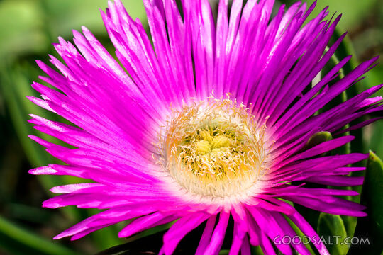 Radiant Garden Bloom
