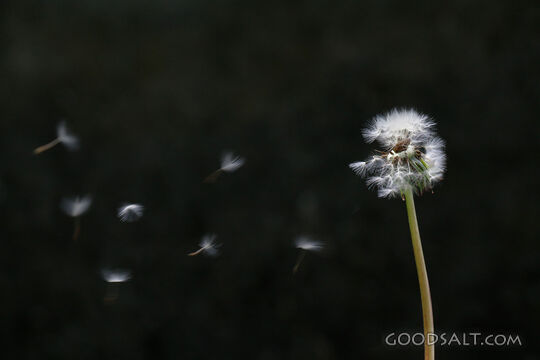 Seeds Carried by the Wind