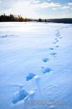 Footprints Across the Snow