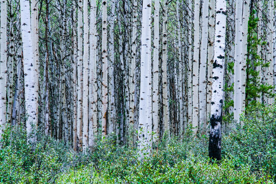 Aspen Grove Sanctuary