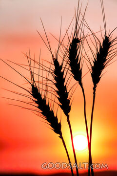 Wheat at Sunset
