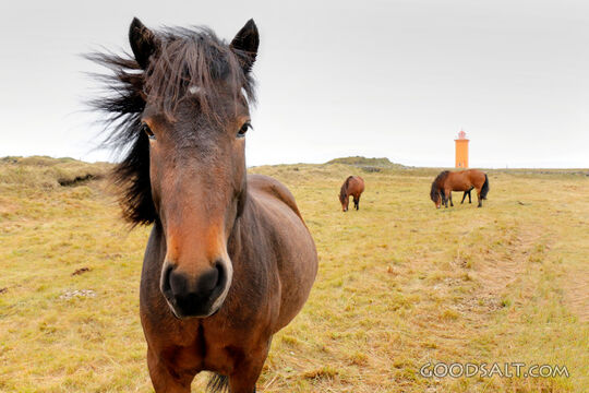 Horses by the Coastal Beacon