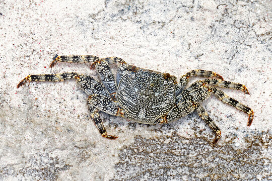 Crab on Coastal Stone