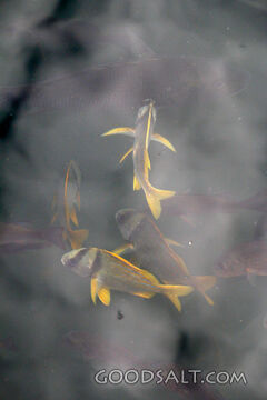 Fish of the Fifth Day