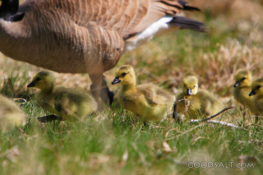  Kathryn Albertson Park. Goslings 