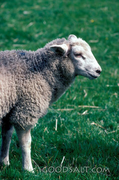 Lamb