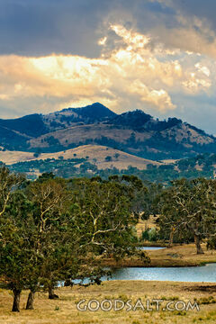 Landscape of grazing land and huge old trees.