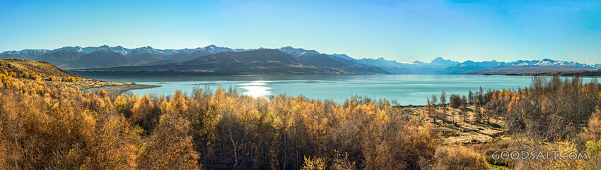 Larches in colour beside lake.