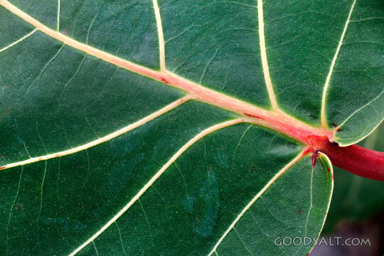 Leaf Closeup
