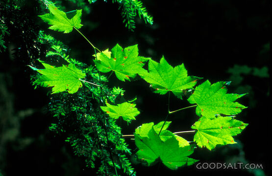 Leaves of Flourishing