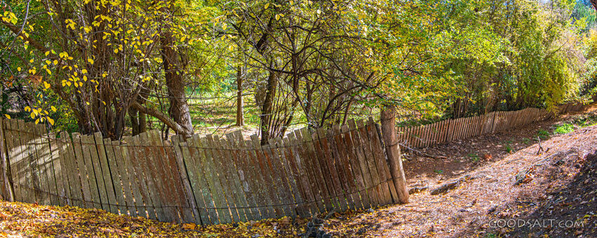 Leaning picket fences and autumn leaves.