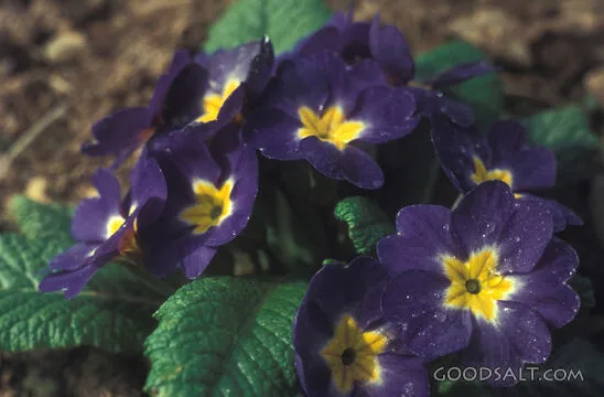 Wildflowers Clothed by God
