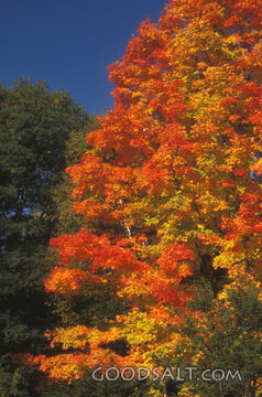 Autumn Maple in God’s Creation