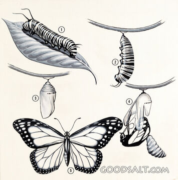 Life Cycles