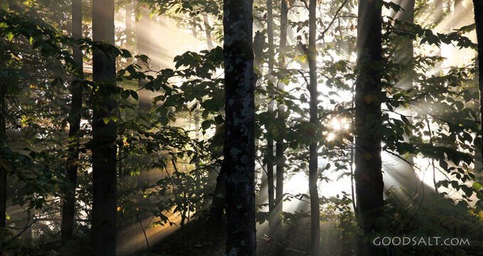 Light Through the Trees
