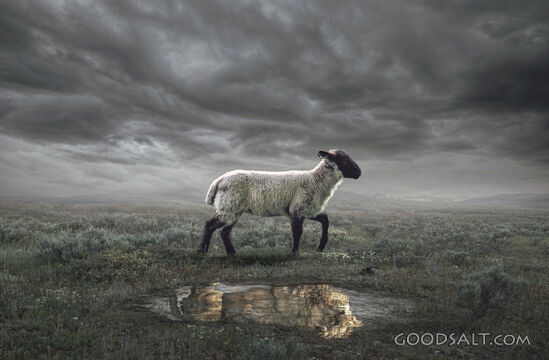 Lion and the Lamb