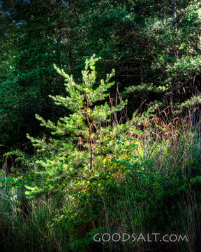 Little Pine 2