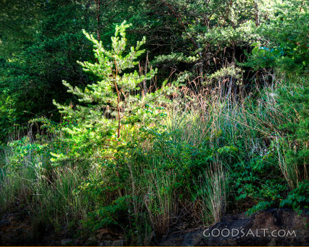 Little Pine