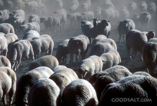 A large herd of sheep.