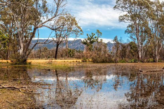 local floods reflecting background and surrounding trees.