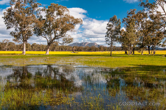 local floods reflecting background trees and yellow crop.