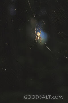Lone Spider