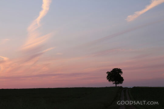 Lone Tree
