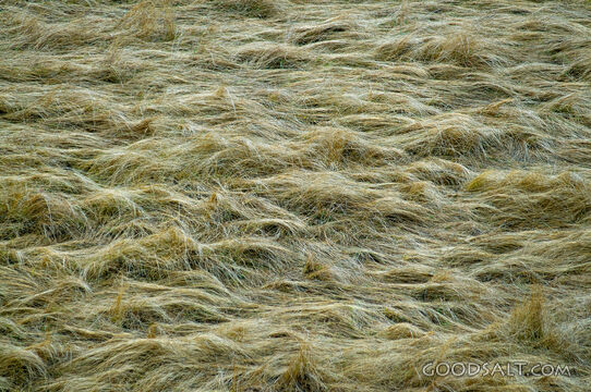 Long wet grass.