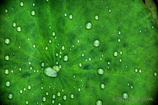 Lotus Leaf 2