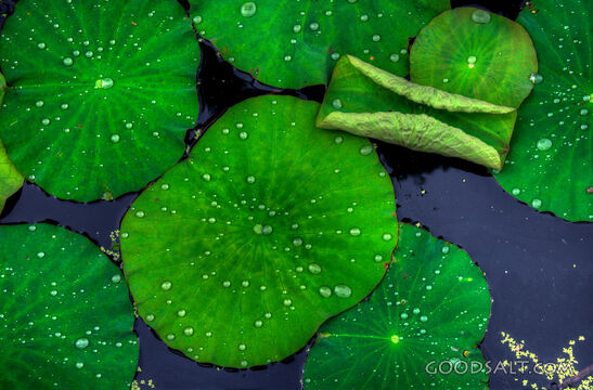 Lotus Leaves on Water